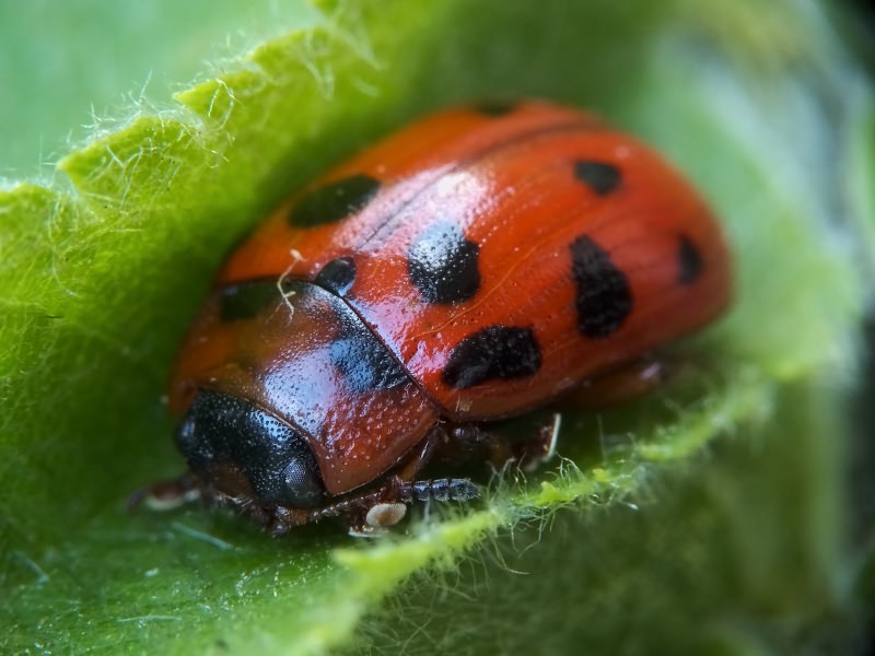 Gonioctena decemnotata (Marsham, 1802)
